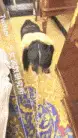 福利姬 专玩清纯萝莉大神『少女调教研究所』把可爱小萝莉调教成乖巧小母狗【1+400m】