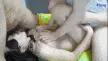 福利姬 韩国极品淫妻[RinYu]各种调教SM轮奸乱交群P视频合集【1+10g】