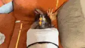自拍 微博巨乳肥臀多肉大白兔Miko新增乳贴骚舞后入啪啪口交乳交【1+180m】