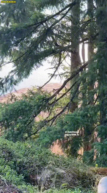 美女御姐 汐梦瑶至尊SVIP101七夕山顶偷欢山顶上的人好多插几下就来【2+1525MB】