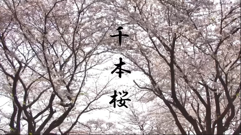 合集 FC2无码系列-千本桜-第一弹【21V+32G】